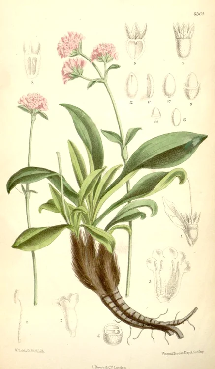 Planta de nard