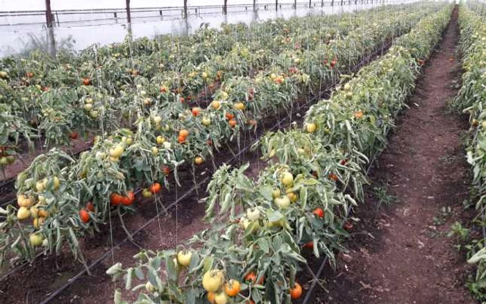 solar tomate