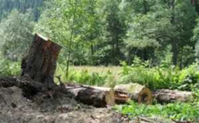 Hunedoara: La căsăpit de ulmi în Pădurea Hărţăgani