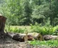 Hunedoara: La căsăpit de ulmi în Pădurea Hărţăgani