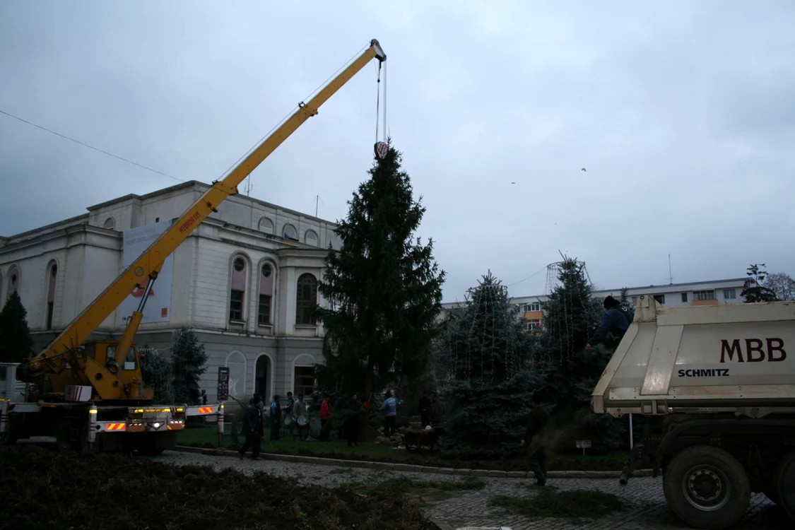 Bradul din Piaţa Revoluţiei are peste 12 metri înălţime
