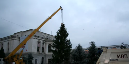 Bradul din Piaţa Revoluţiei are peste 12 metri înălţime