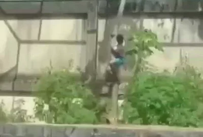 Tânăr de 19 ani, ucis de o leoaică X @CerfiaFR mp4 thumbnail png