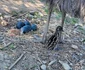 EMU 11 jpg