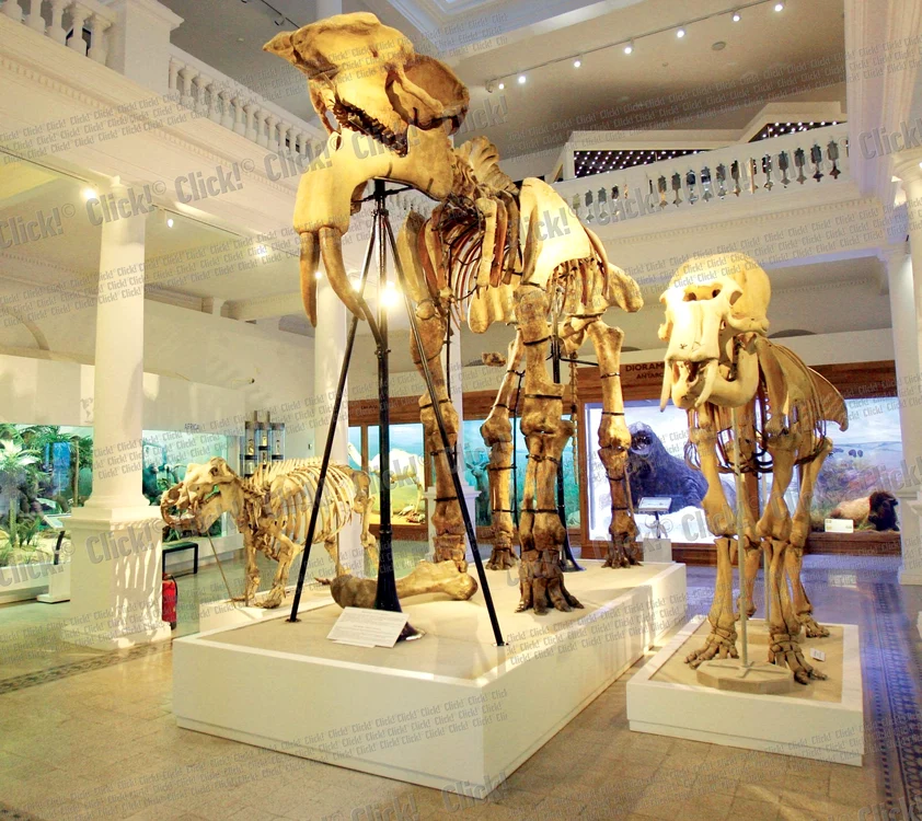 
    Copiii îşi vor petrece  noaptea în sala care  găzduieşte exponatul- vedetă al muzeului,  elefantul preistoric  denumit Deinotherium  Gigantissimum  