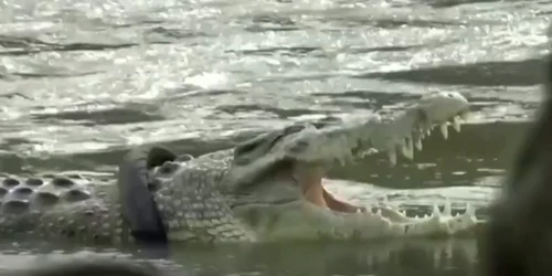 Crocodil cu anvelopă în jurul gâtullui Foto captura