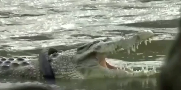 Crocodil cu anvelopă în jurul gâtullui Foto captura