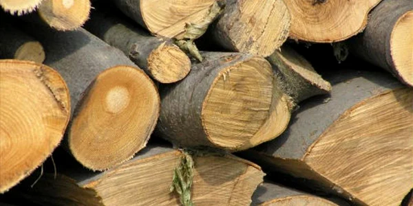 Materialul lemnos urma să devină lemne de foc (foto: arhivă)