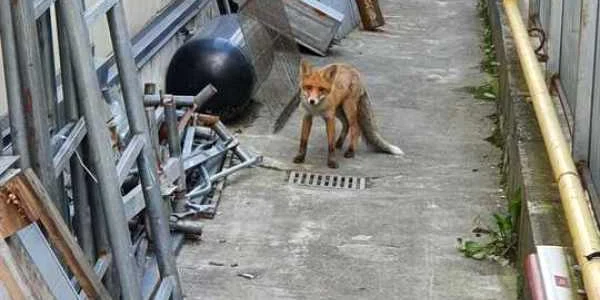 vulpe foto news.ro
