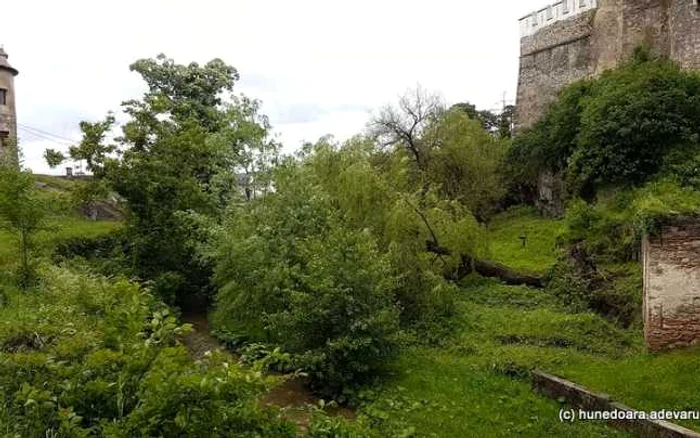 Salcia de la poalele castelului a fost smulsă de furtună. FOTO: Daniel Guţă. ADEVĂRUL.