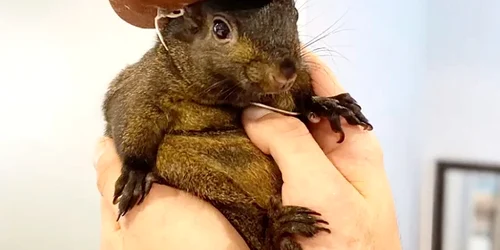 241031 Pet Squirrel Seized ac 843p 7810d2 webp