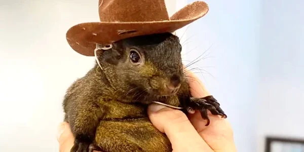 241031 Pet Squirrel Seized ac 843p 7810d2 webp