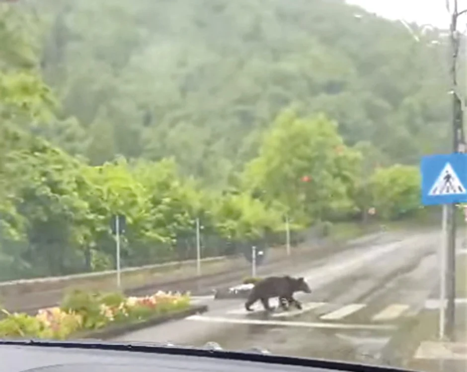 
    O fiară care trece strada regulamentarCaptură: Facebook / Vasile Acasandrei  