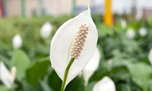 plante magice jpeg