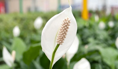 plante magice jpeg