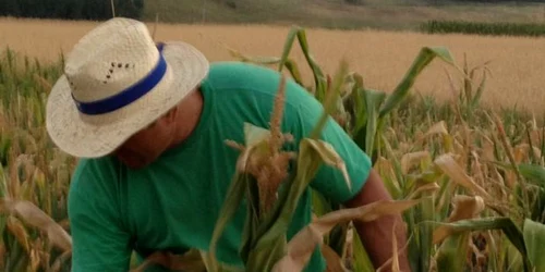 Culturile au fost distruse din cauza secetei 