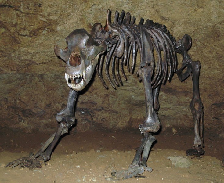 Bestiile care au făcut legea pe teritoriul României. Se puteau transforma în mașini de omorât, aveau aspect înfricoșător și le-au făcut zile negre „românilor” de acum 20.000 de ani