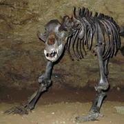 Teufelshöhle Höhlenbär Dreiviertelprofil jpg