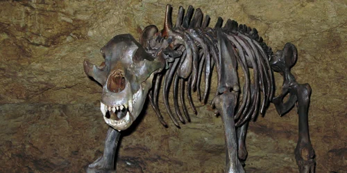 Teufelshöhle Höhlenbär Dreiviertelprofil jpg