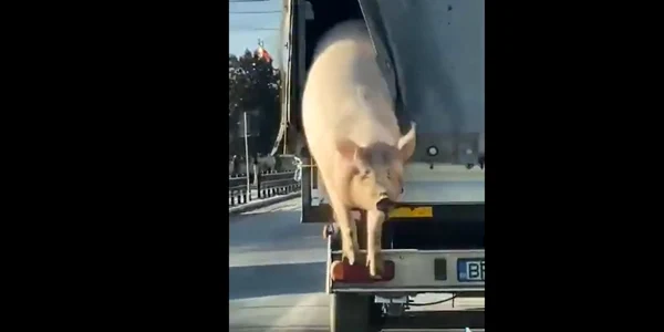 porc care sare din masina captura video