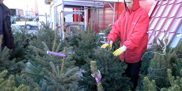 La Bricostore, angajaţii te ajută să-ţi alegi brăduţul perfect pentru casa ta
