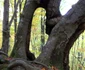 paduri stranii