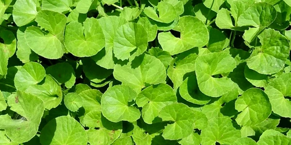 Gotu Kola este recomandată ca leac contra insomniei. 