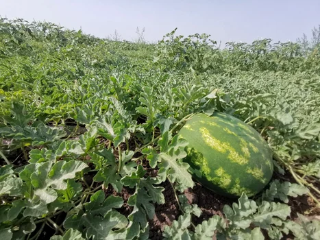 A început sezonul lubeniţei la Gottlob