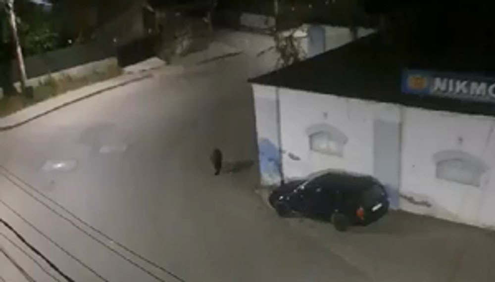 Urs încolțit de câinii maidanezi, filmat pe străzile din centrul orașului Nehoiu VIDEO