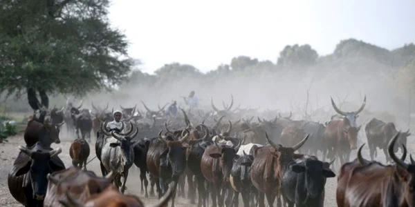Cireada de bovine din Africa FOTO AFP