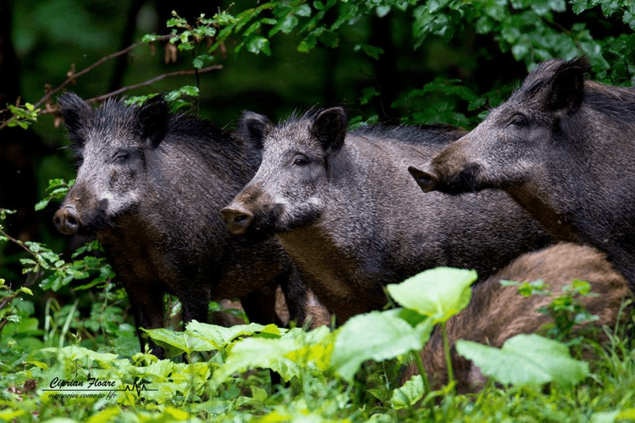 Apocalipsa mistreților în vestul României. Motivul pentru care au murit cu 90% dintre animale