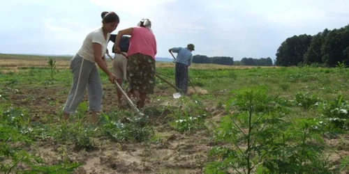 Tinerii rămaşi la sat muncesc în agricultura de subzistenţă