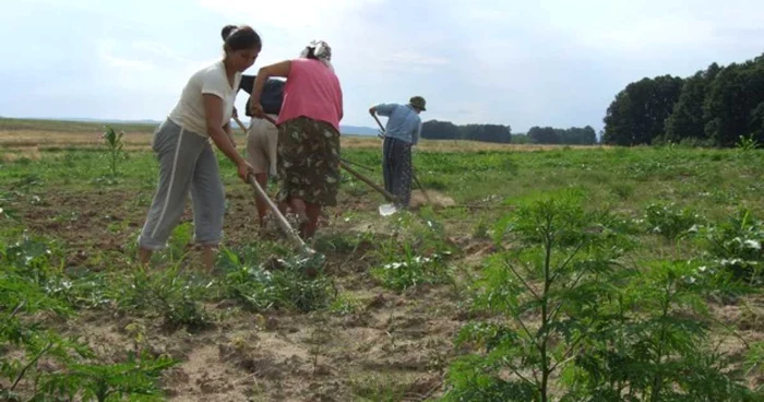 Tinerii rămaşi la sat muncesc în agricultura de subzistenţă