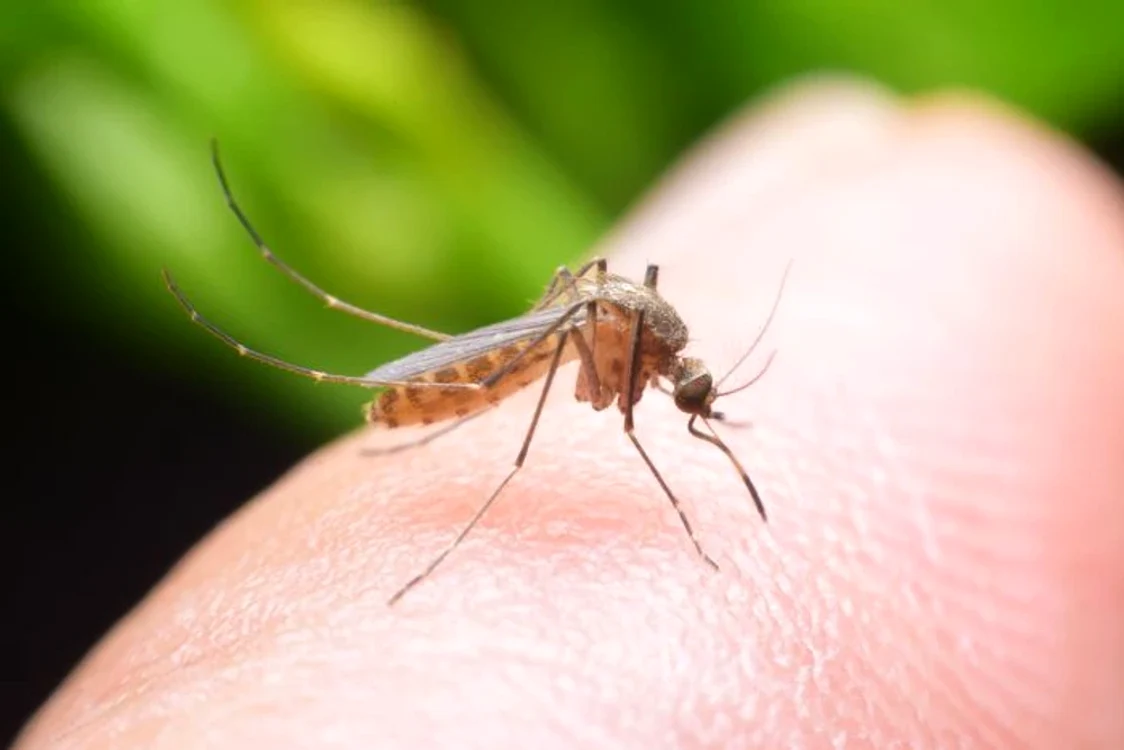 Încă o persoană a fost răpusă de virusul West Nile transmis de țânțari FOTO Shutterstock