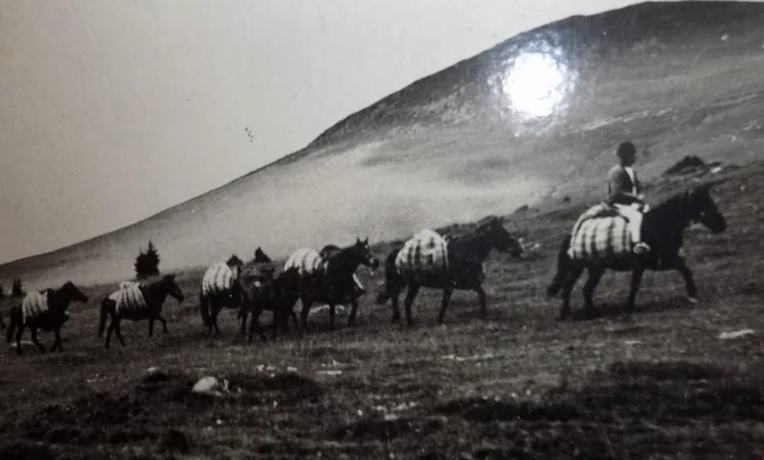 oieri poiana sibiului foto emil fischer