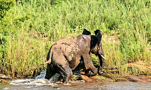 elefant1 1 jpeg