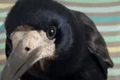cronco png