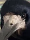 cronco png