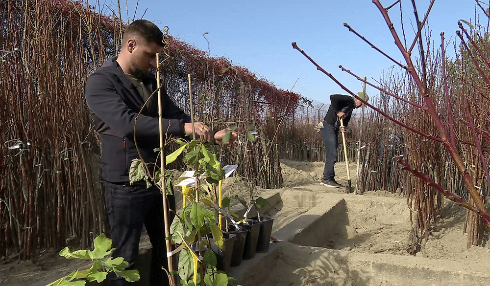 Acum este momentul plantării culturilor exotice. Puieți de kiwi, curmali și kaki, oferiți de o stațiune de cercetare  