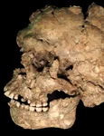 Craniul și maxilarul individului Qafzeh 25, ale cărui rămășițe au fost găsite într-o peșteră din Israel (© Ana Pantoja et al.)