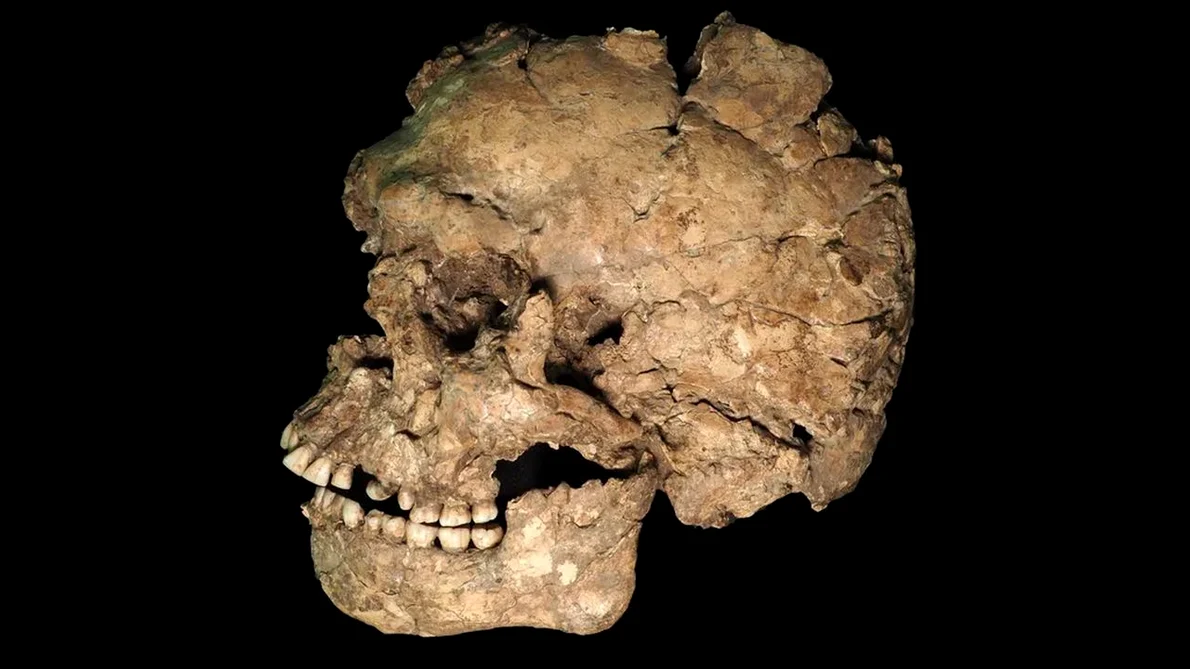 Craniul și maxilarul individului Qafzeh 25, ale cărui rămășițe au fost găsite într-o peșteră din Israel (© Ana Pantoja et al.)