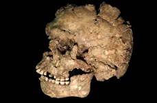 Craniul și maxilarul individului Qafzeh 25, ale cărui rămășițe au fost găsite într-o peșteră din Israel (© Ana Pantoja et al.)