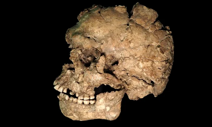 Craniul și maxilarul individului Qafzeh 25, ale cărui rămășițe au fost găsite într-o peșteră din Israel (© Ana Pantoja et al.)