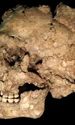 Craniul și maxilarul individului Qafzeh 25, ale cărui rămășițe au fost găsite într-o peșteră din Israel (© Ana Pantoja et al.)