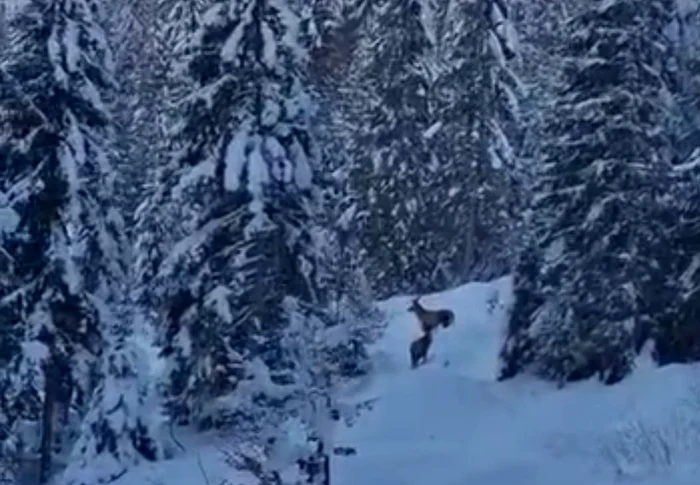Cerbi surprinși în pădure FOTO: captură video