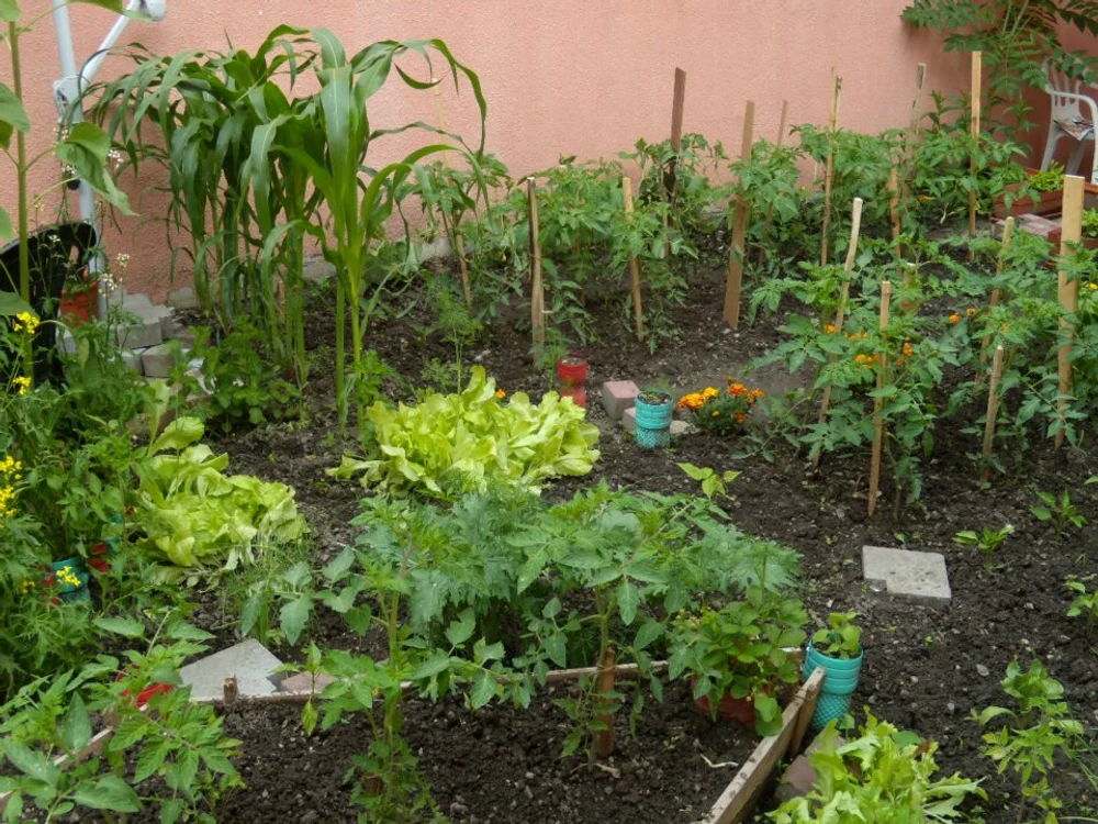 
    Costică ”Nucă” are 70 de ani și nu mai are putere să muncească. Are casă frumoasă, renovată, cu toate utilitățileFOTO: Click!  