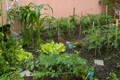 gradina taraneasca legume jpeg