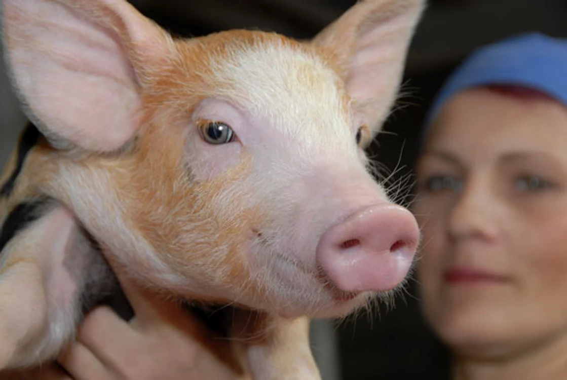 
    Paul, înlocuit de un porc (Foto: Arhivă)  