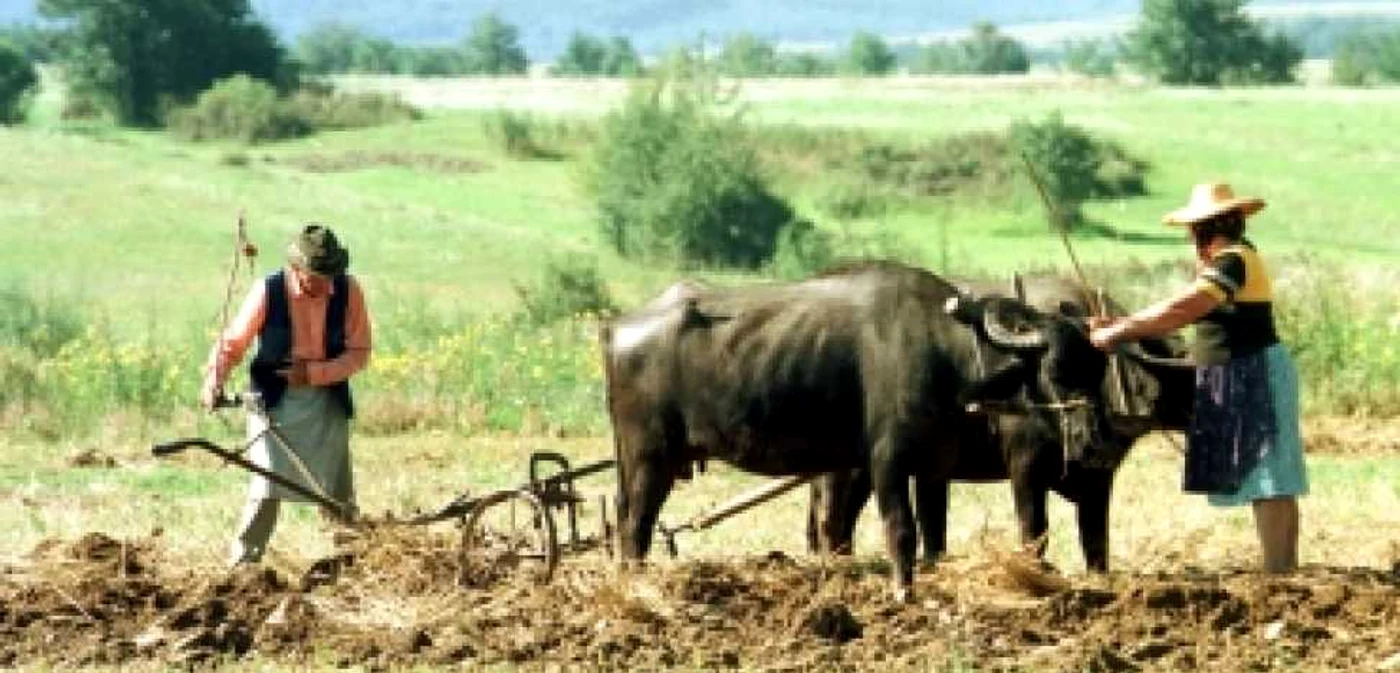 Oradea: Seceta și grindina au făcut ravagii în Bihor