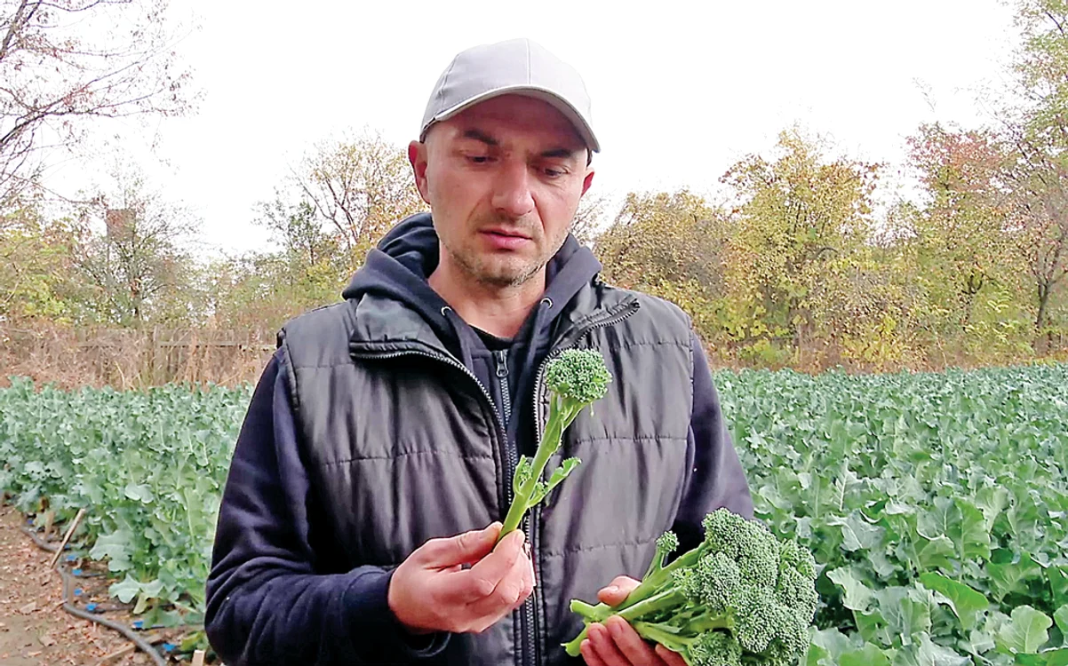 
    Agricultorul Daniel Toma  produce broccolini pe un teren  de 1.000 de metri pătraţi din Amara Fotografii: Iulian Bunilă   